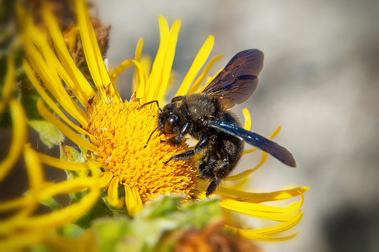 Holzbiene (Xylocopa)