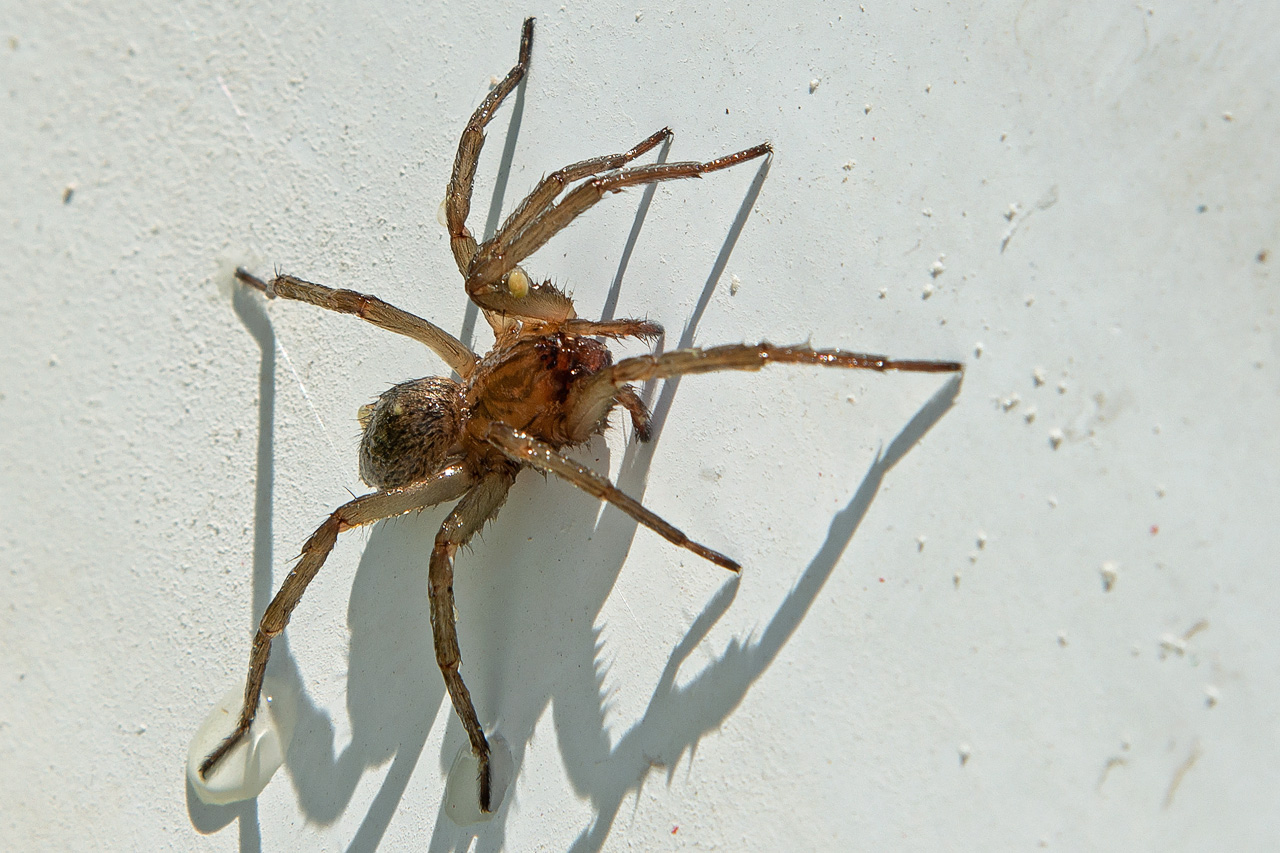 Hauswinkelspinne (Tegenaria domestica)