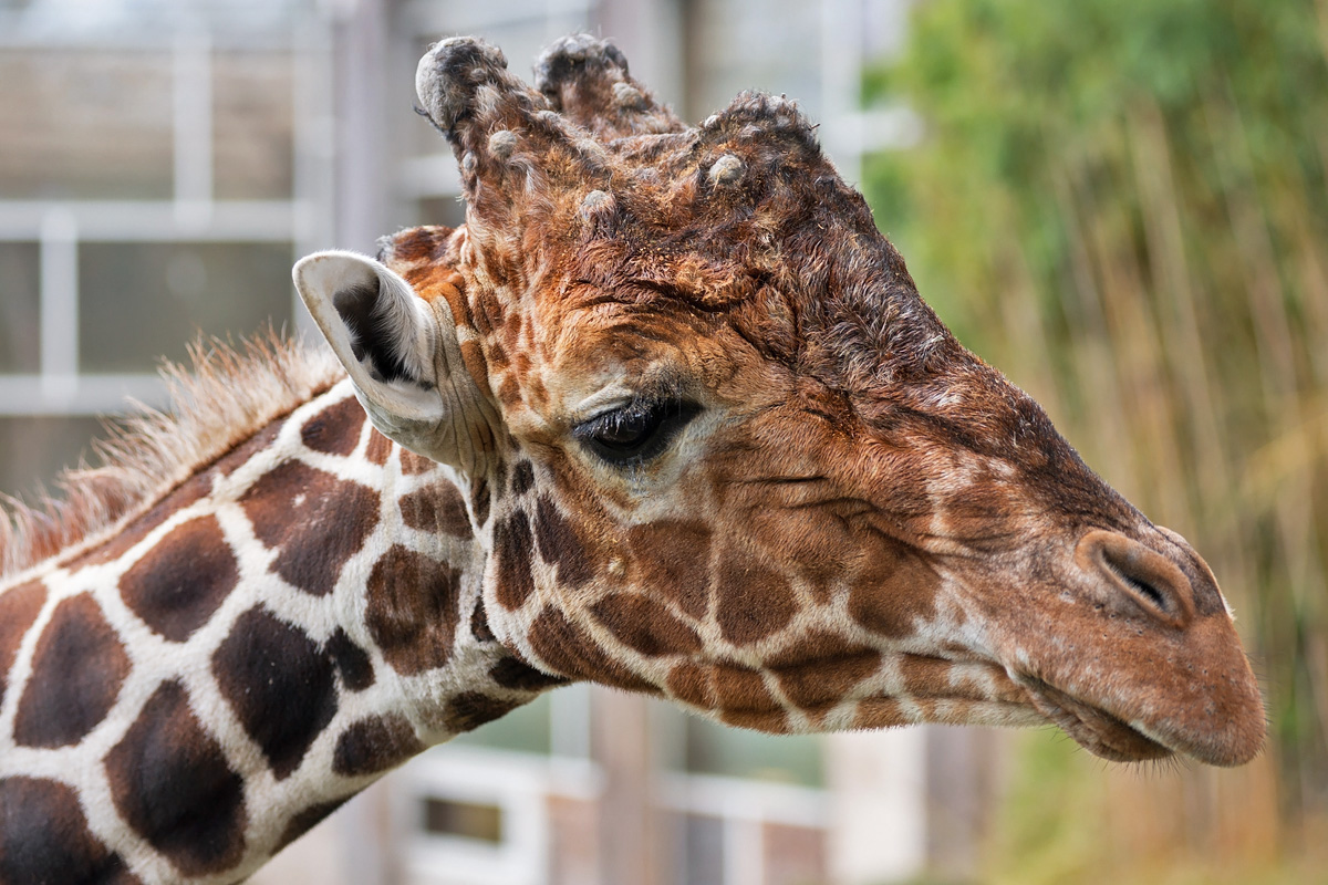 Netzgiraffe