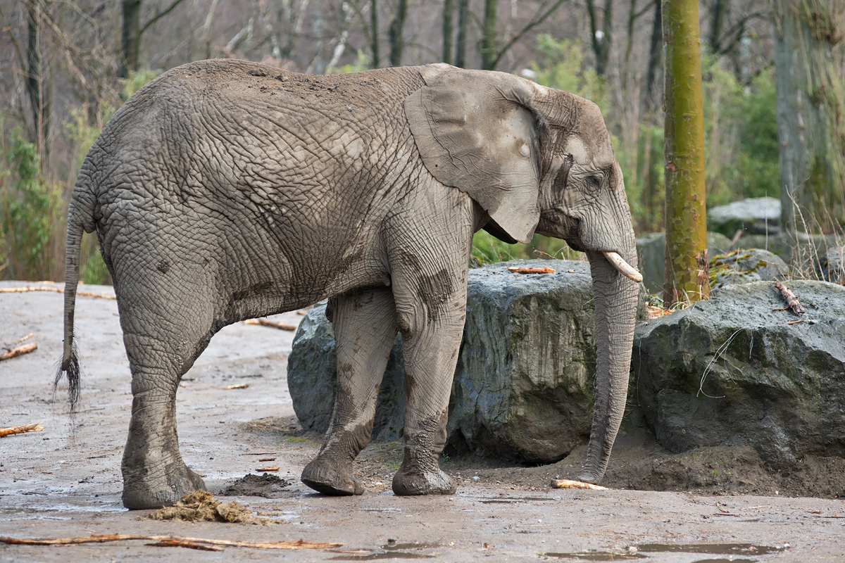 Afrikanischer Elefant