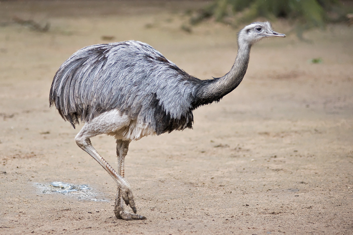 Nandu