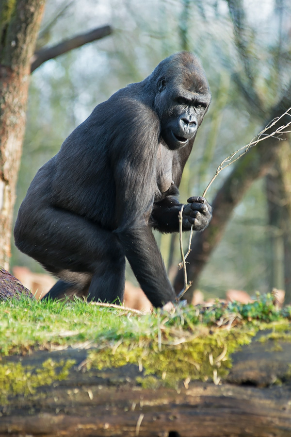 Flachlandgorilla