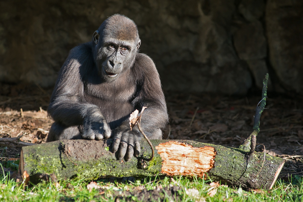 Flachlandgorilla