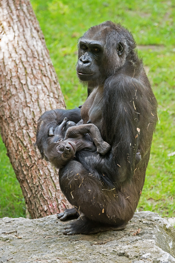 Flachlandg Gorilla