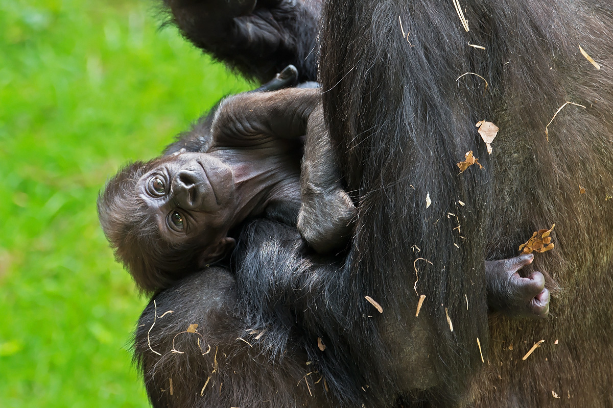 Flachlandg Gorilla