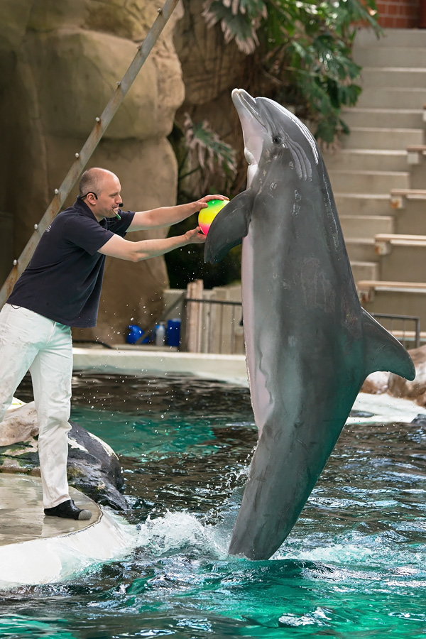 Delfin