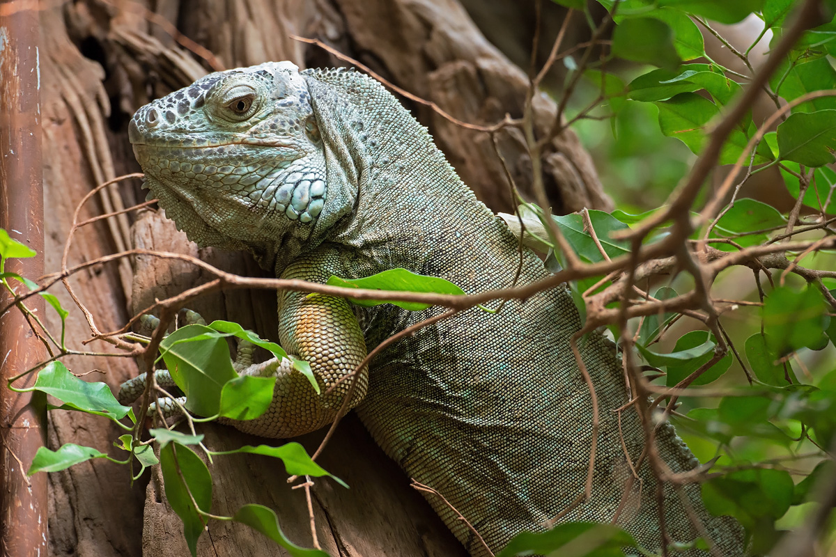 Gruener Leguan