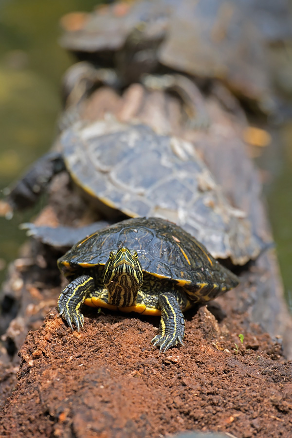 Zierschildkroete