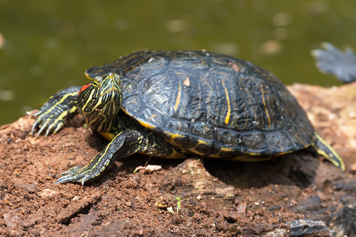 Zierschildkroete