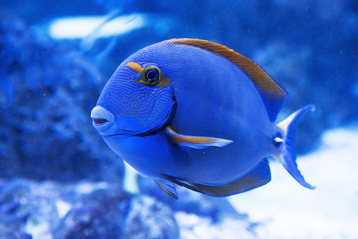 Fisch