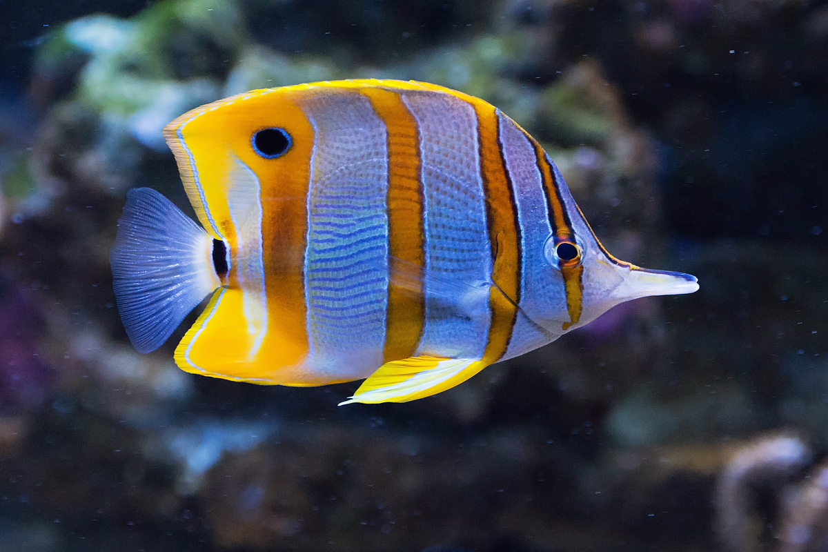 Fisch