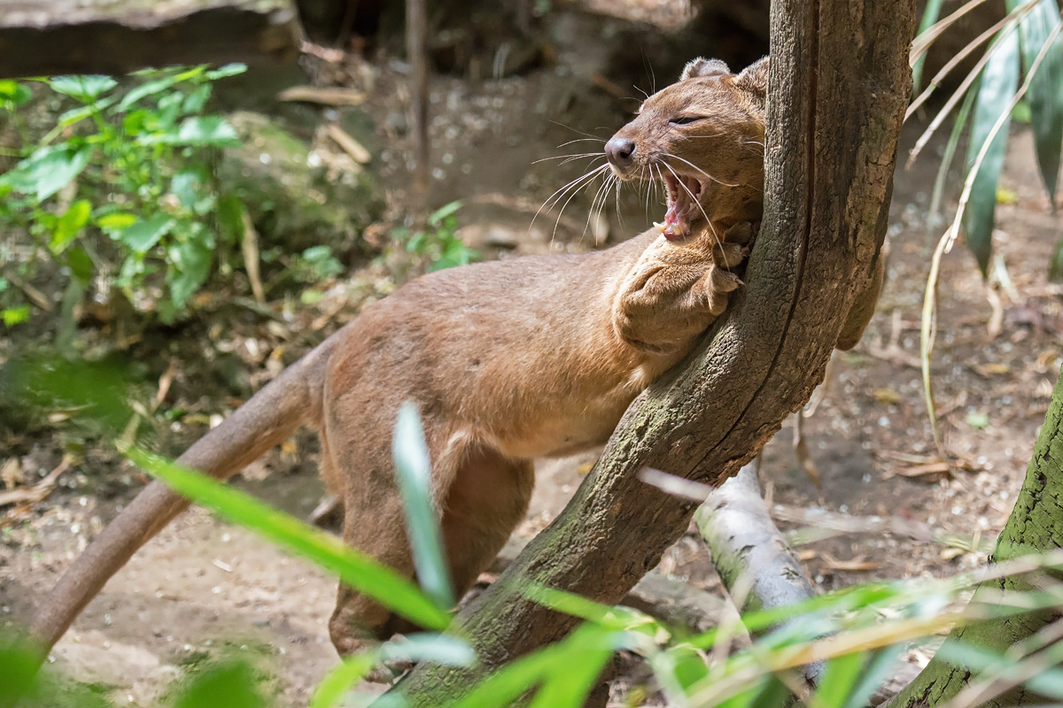 Fossa