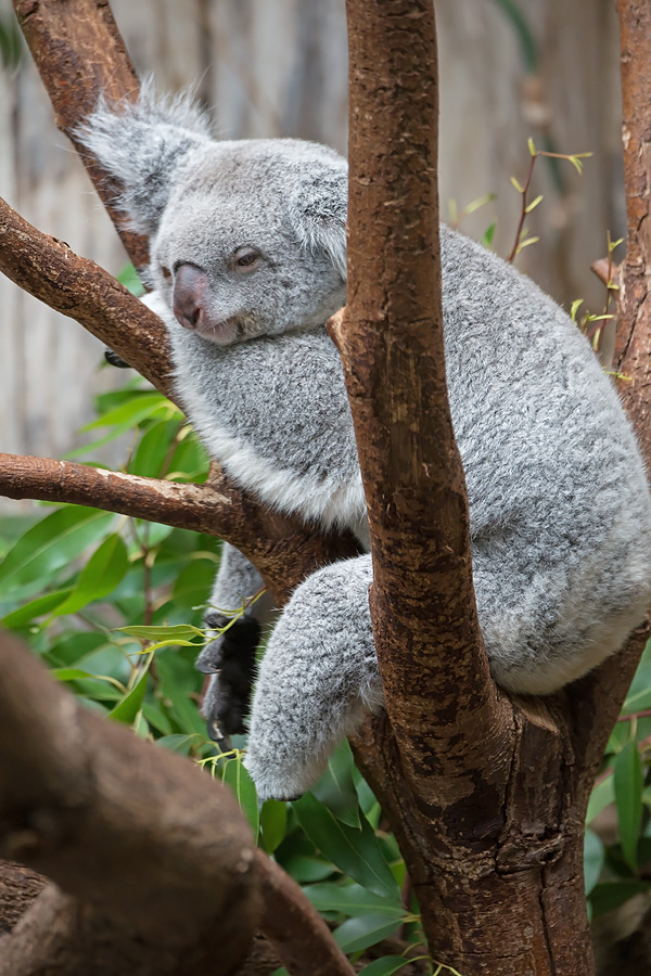 Koala
