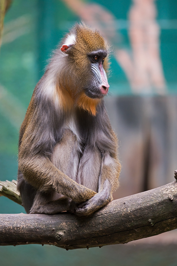Mandrill