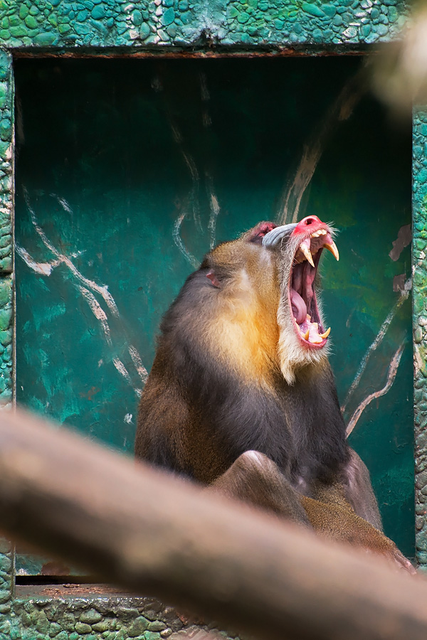 Mandrill