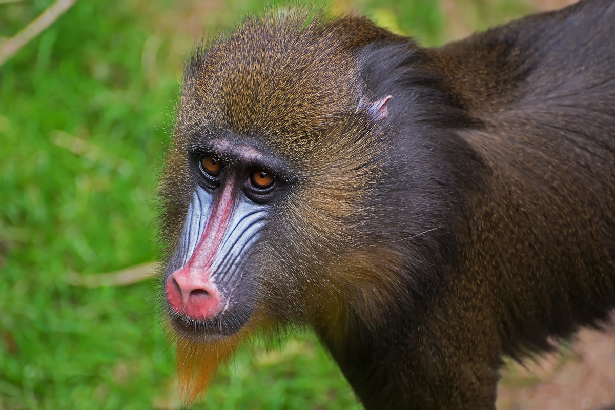 Mandrill