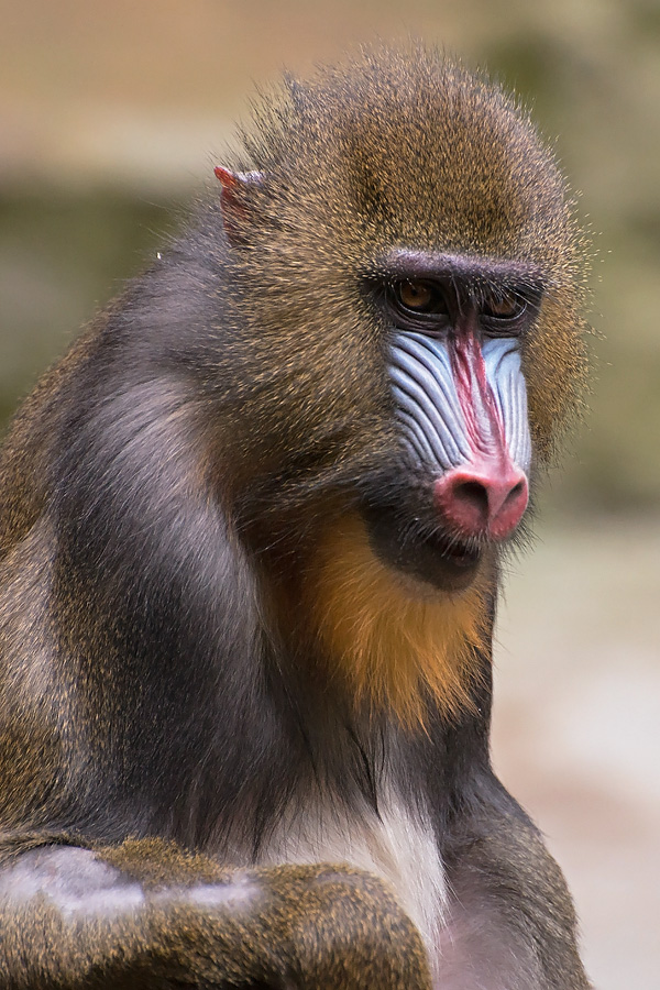 Mandrill