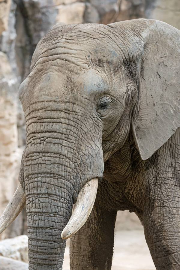 Afrikanischer Elefant