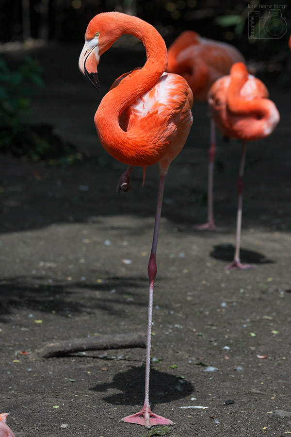 Flamingo