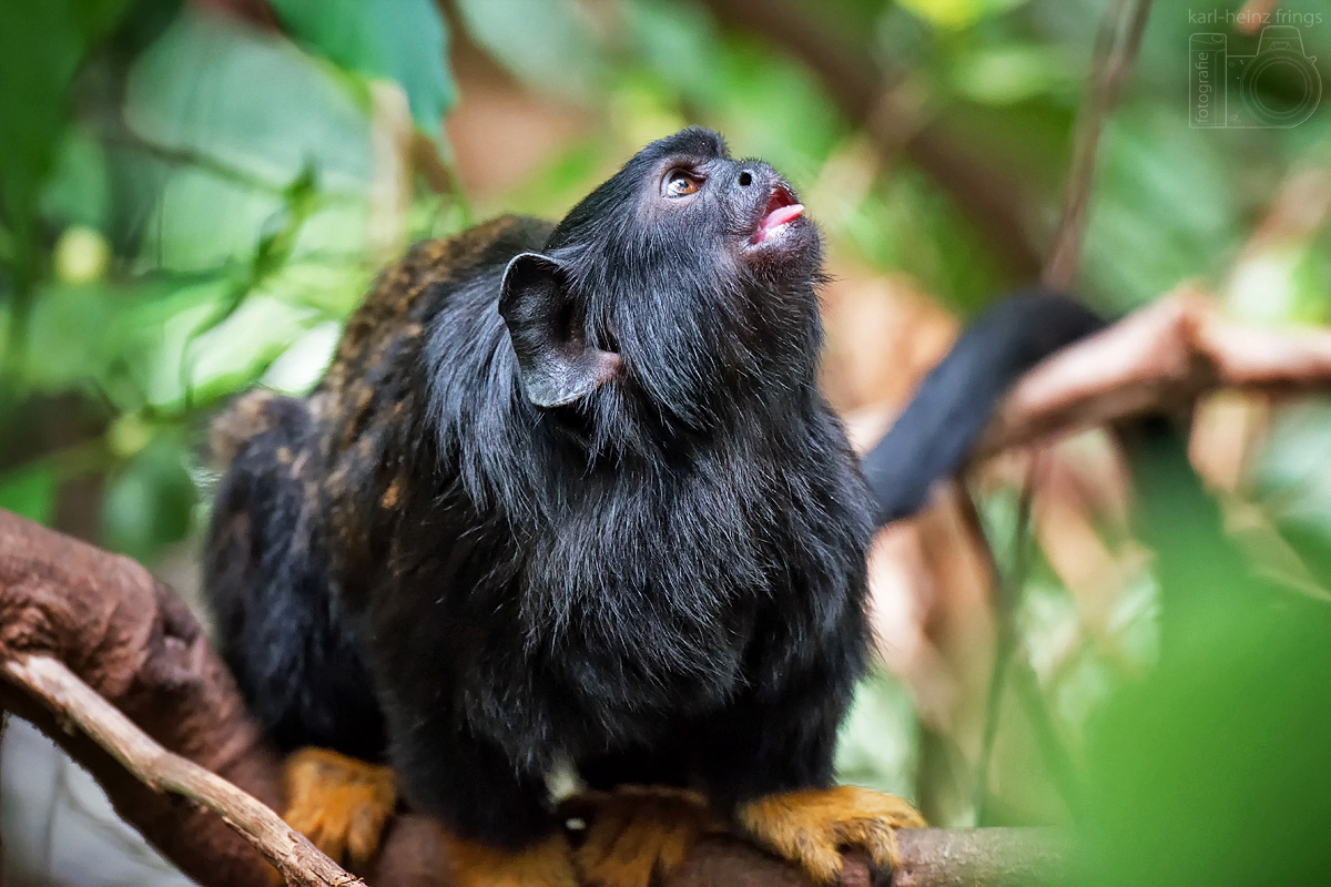 Rothandtamarin