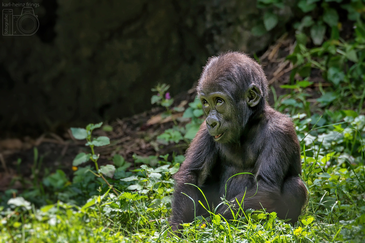 Flachlandgorilla