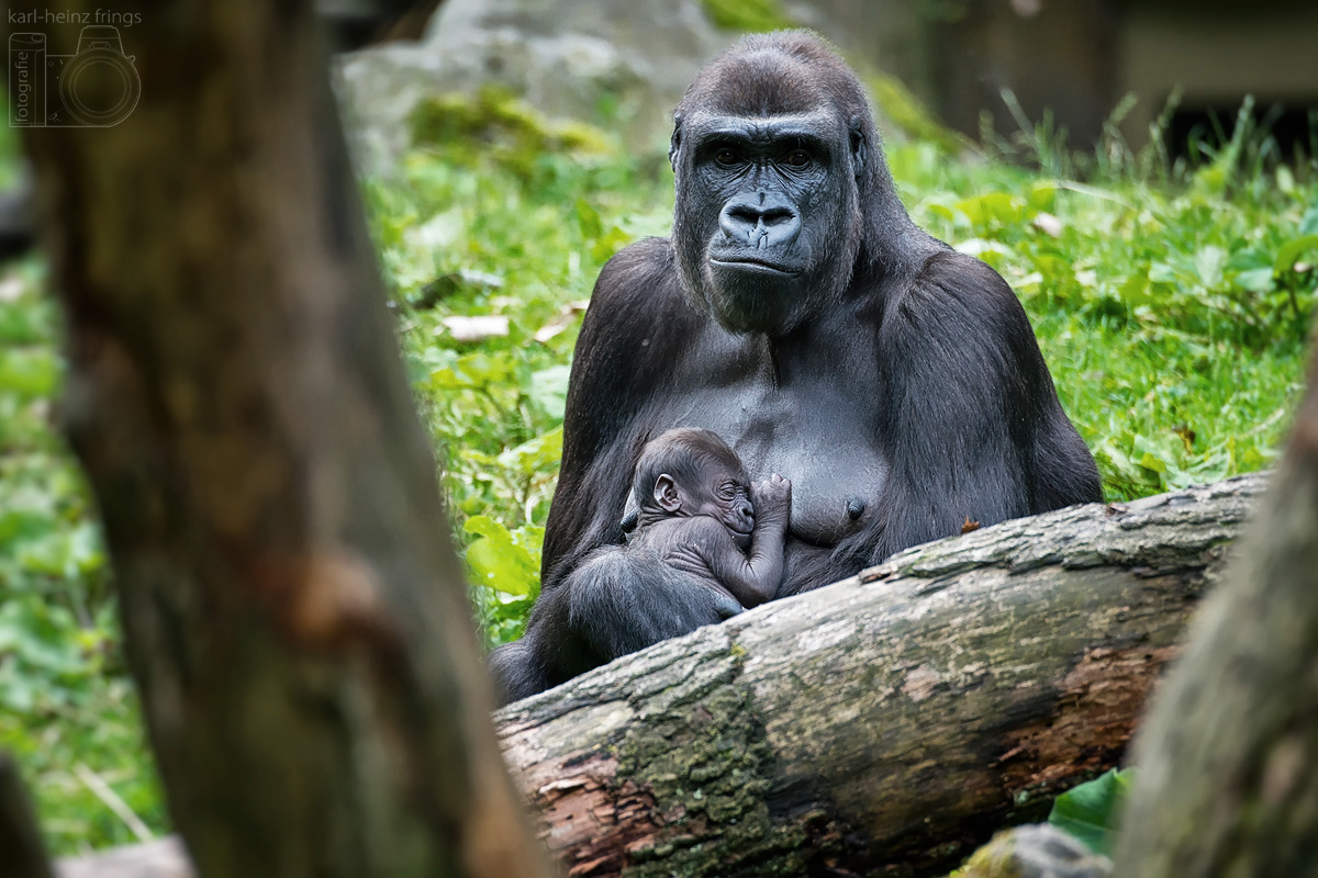 Flachlandgorilla
