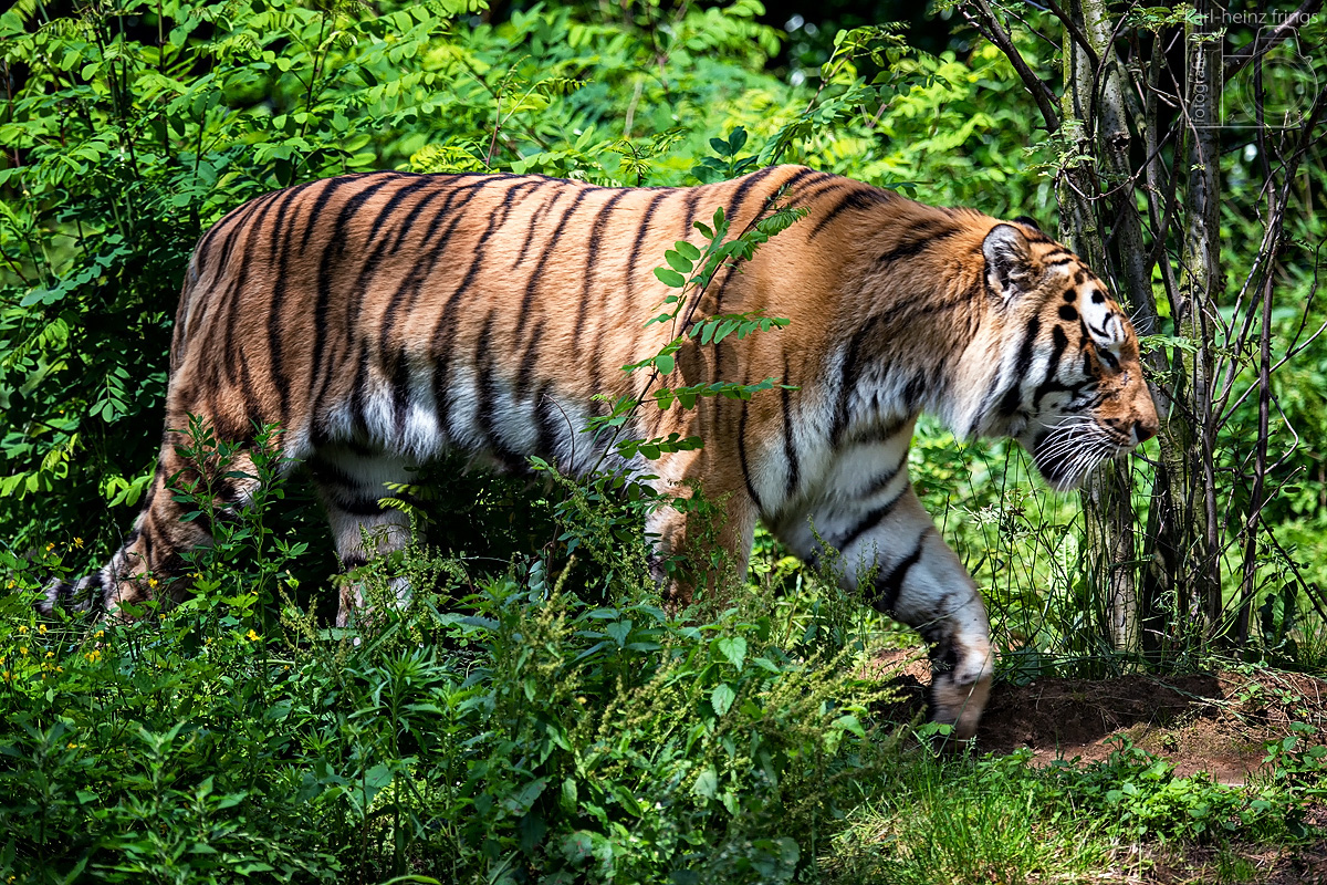 Sibirischer Tiger