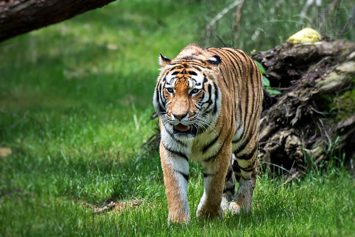 Sibirischer Tiger