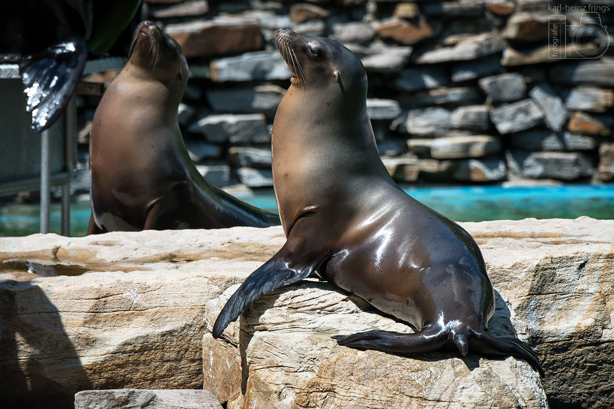 Seelöwe