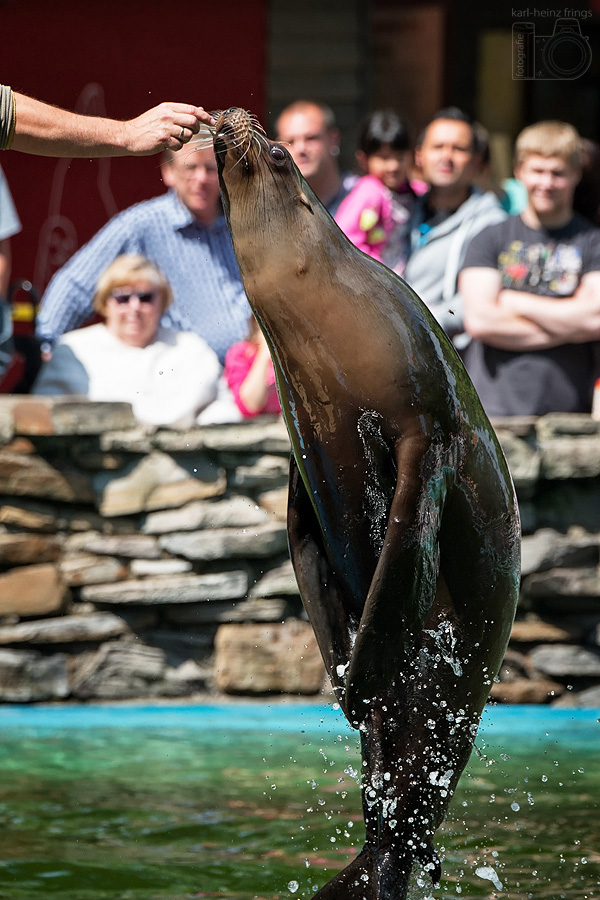 Seelöwe