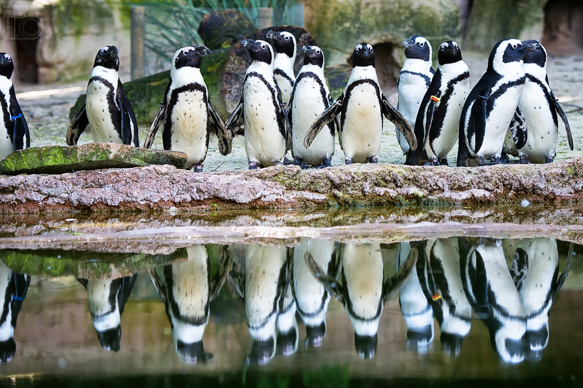 Pinguin-Parade