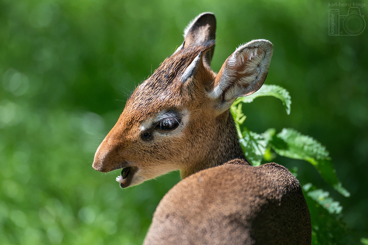 Dikdik