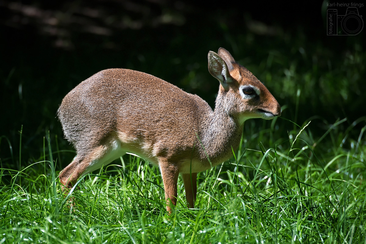 Dikdik