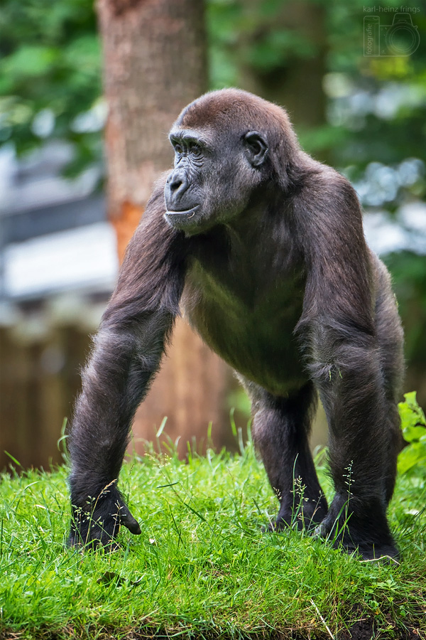 Flachlandgorilla