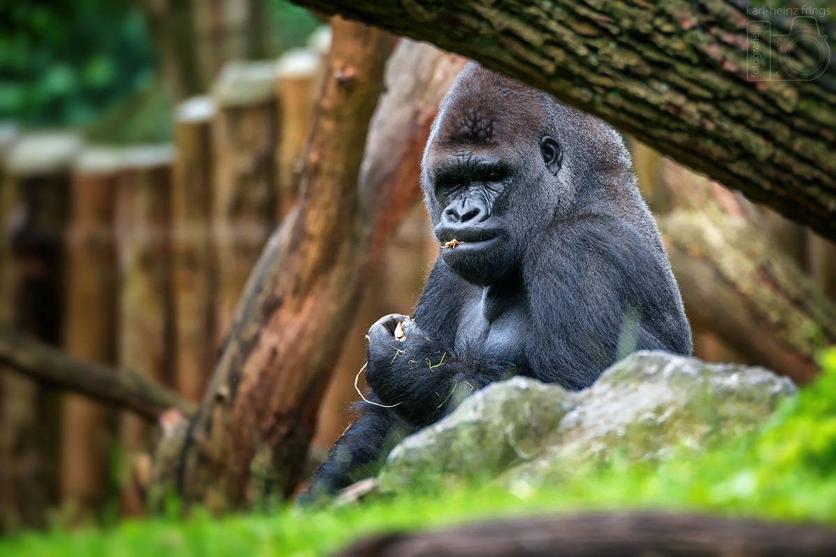 Flachlandgorilla