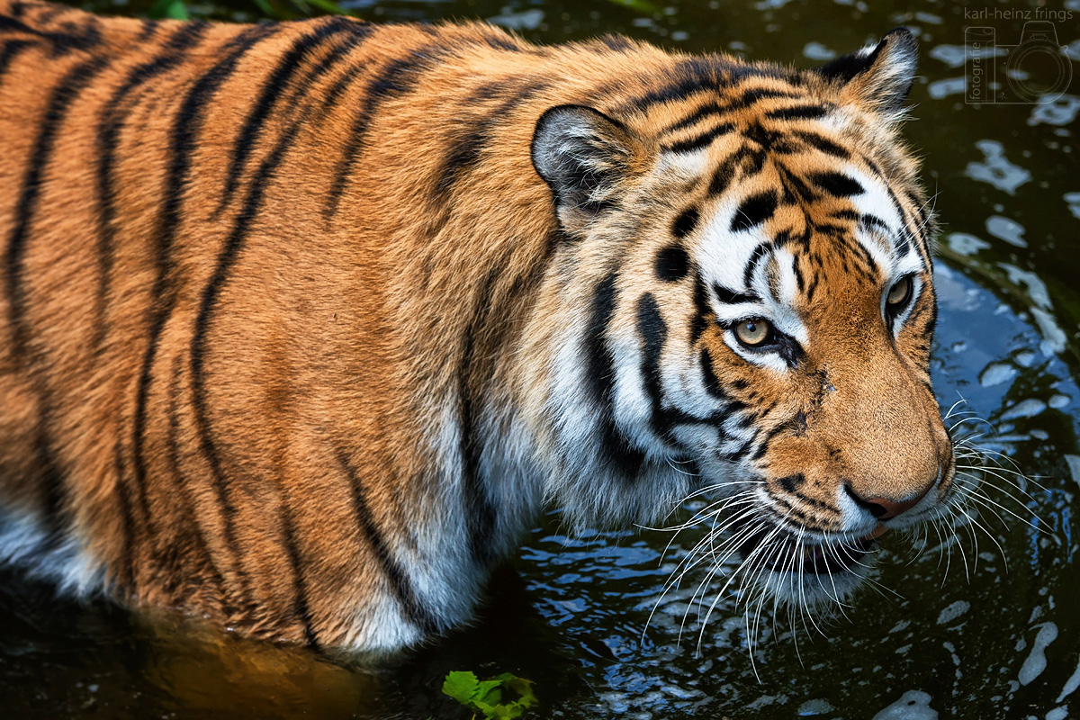 Sibirischer Tiger