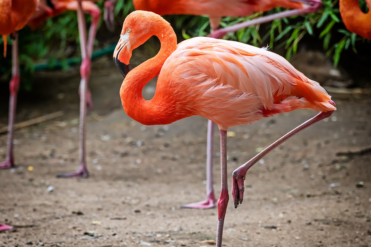 Flamingo