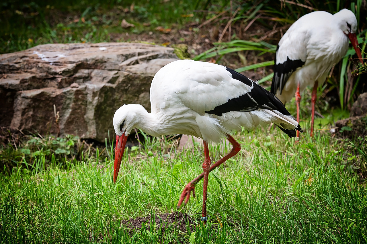 Weißstorch