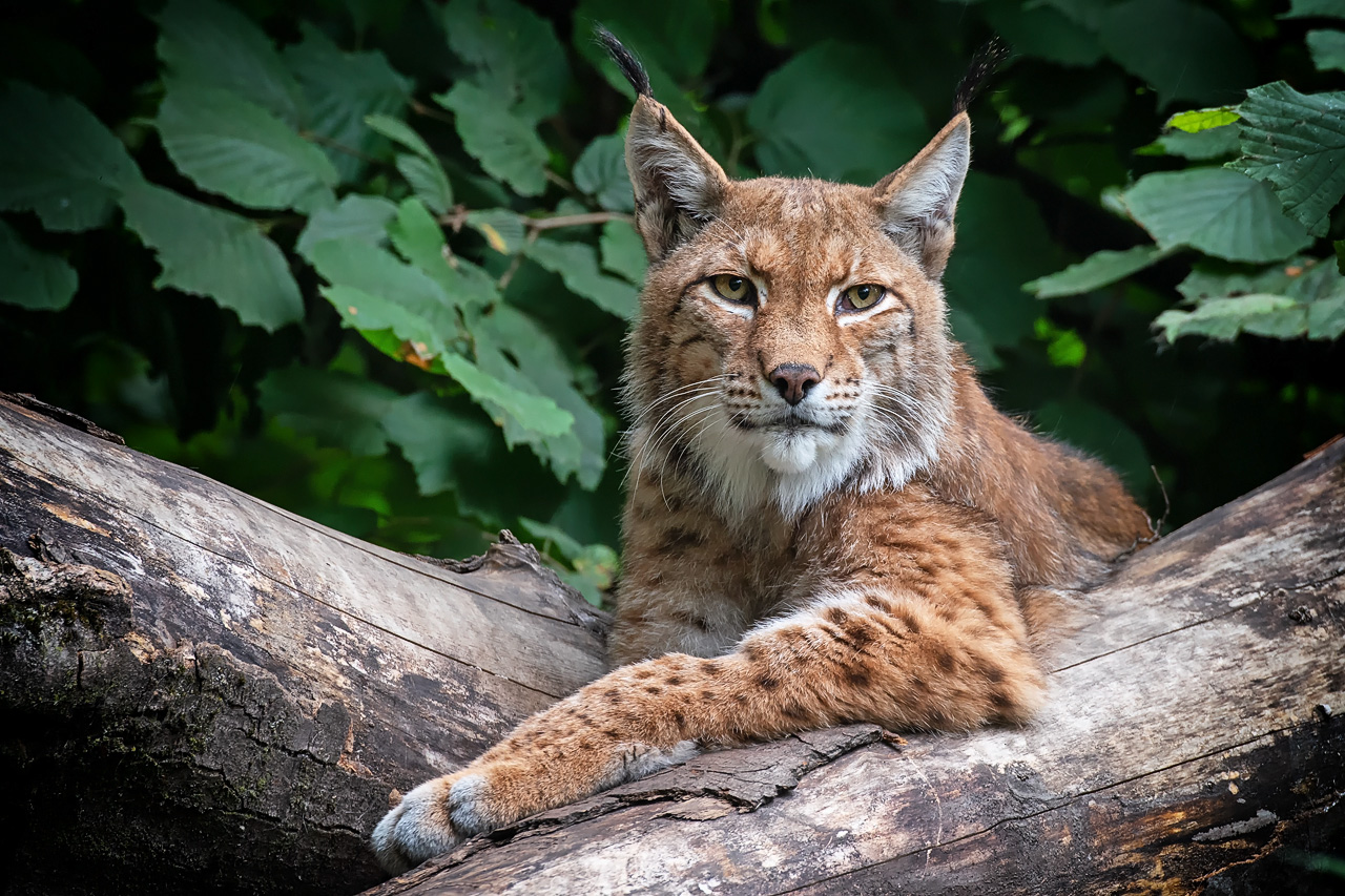 Eurasischer Luchs