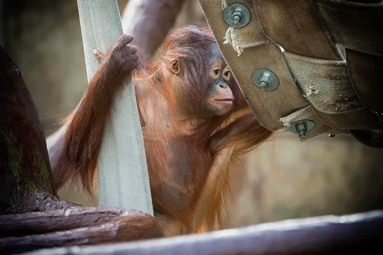 Borneo-Orang-Utan