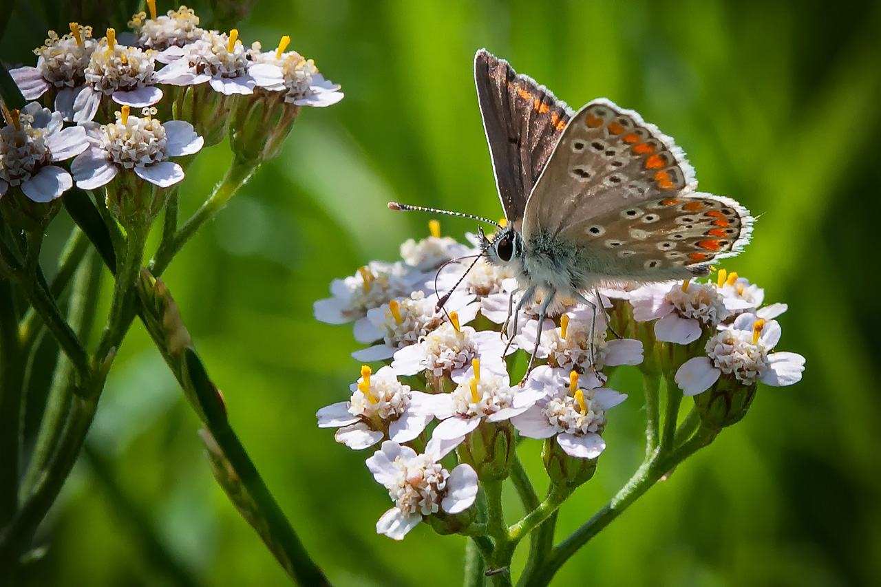 Brauner Feuerfalter (Lycaena tityrus)