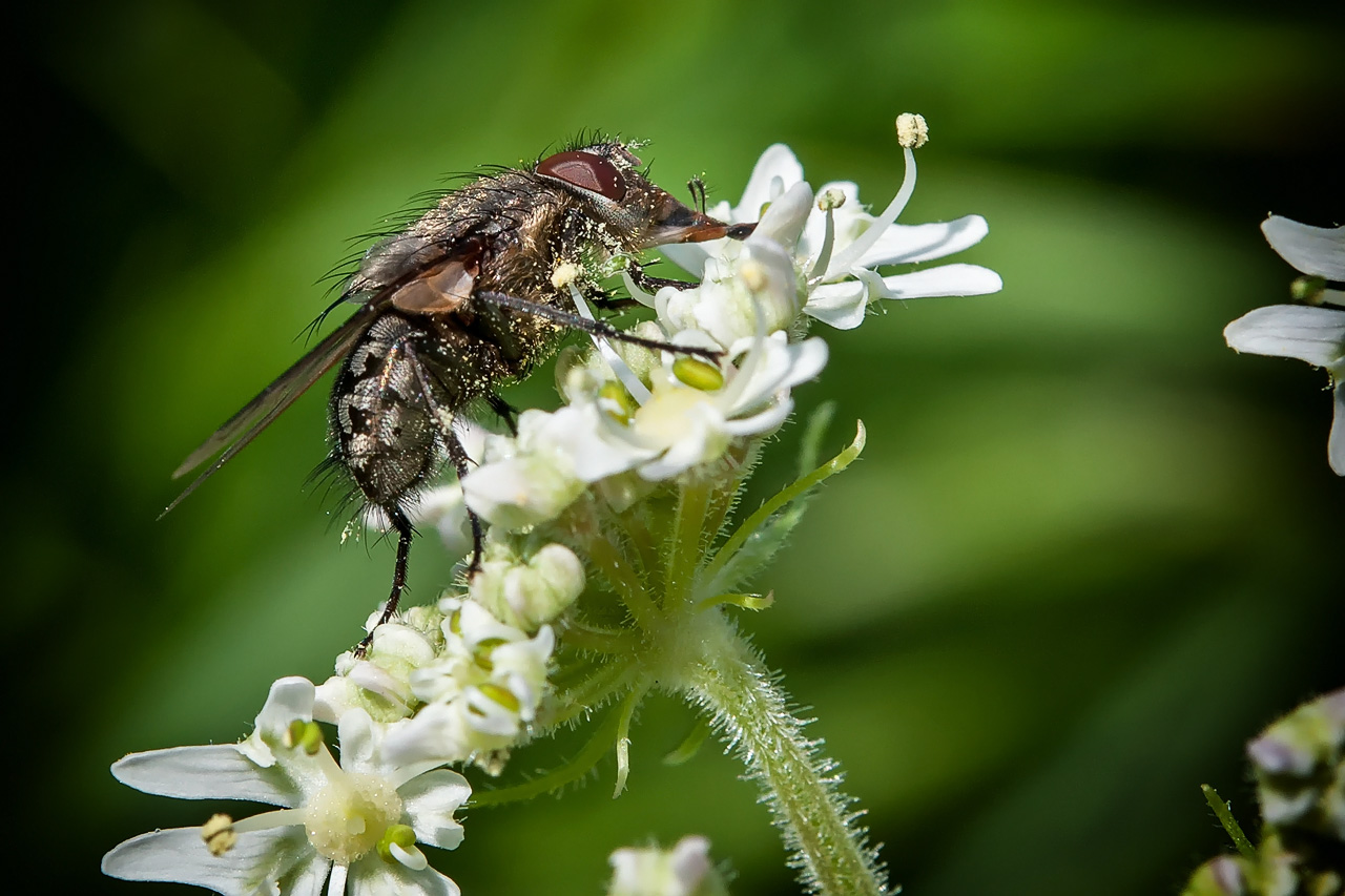 Stubenfliege (Musca domestica)