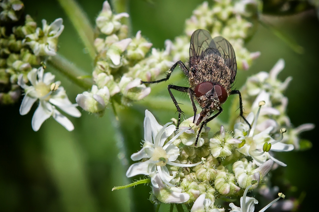 Stubenfliege (Musca domestica)